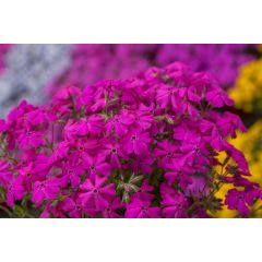 Floks szydlasty 'Spring Hot Pink'